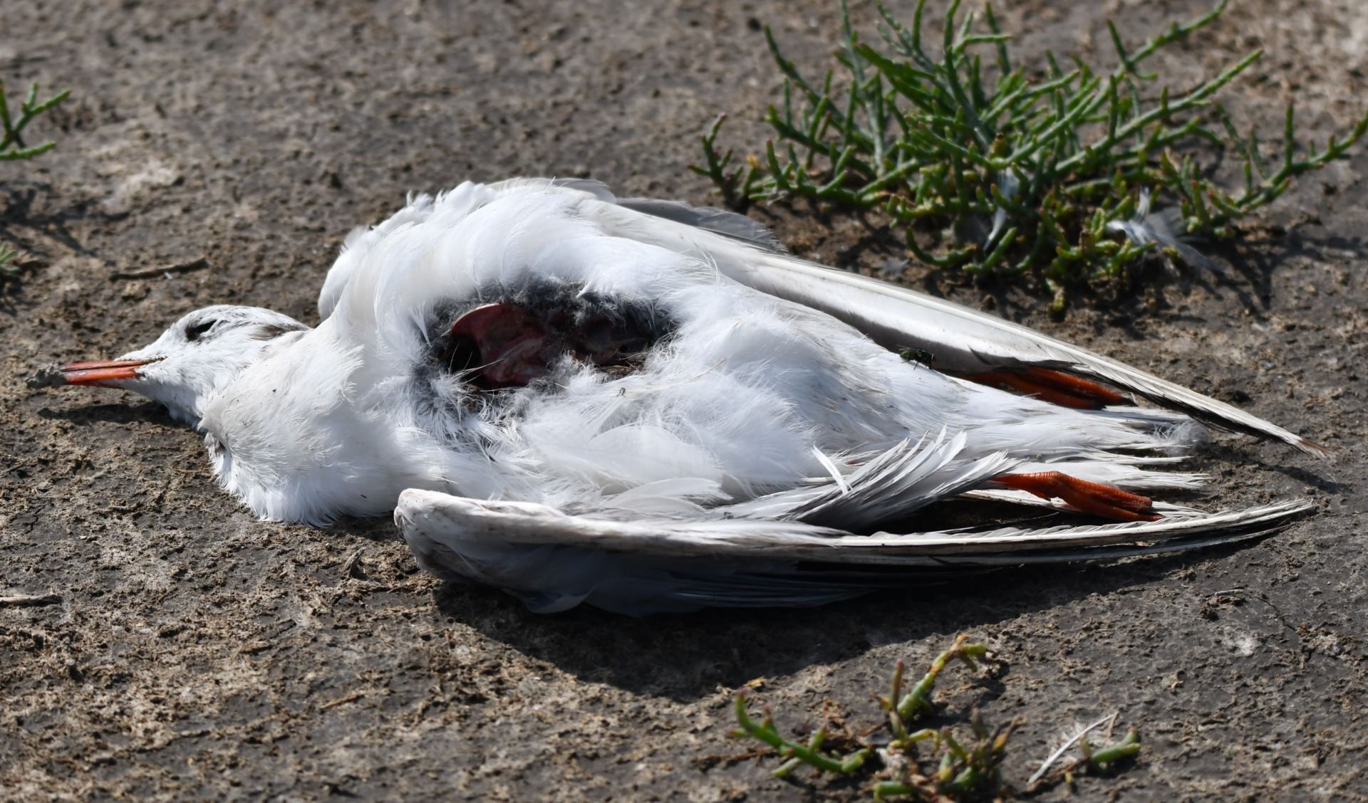 Păsări din specii protejate, împușcate pentru distracție
