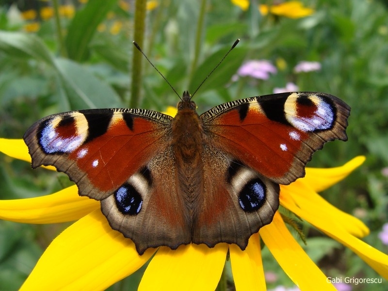 EXPONATUL LUNII la Complexul Muzeal de Ştiinţele Naturii: Fluturele "ochi de păun"
