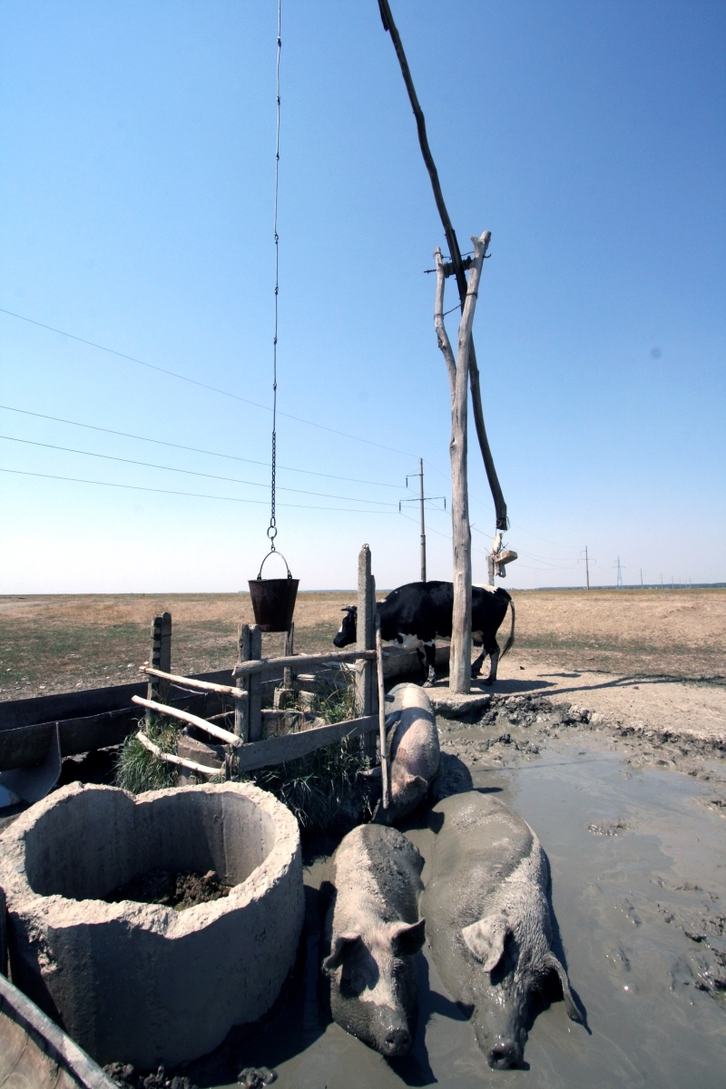 Viaţă grea, la stâne: Soarele nu arde la fel pentru toţi 