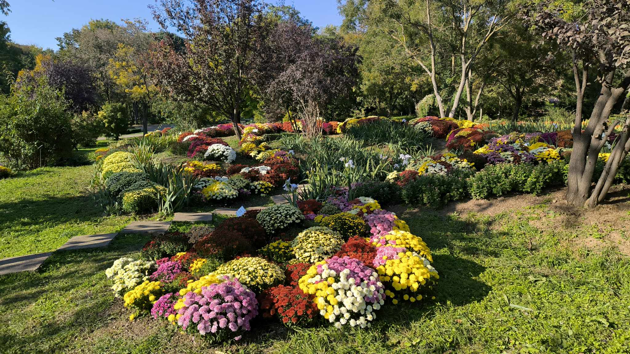 „Regina Toamnei, Crizantema”, la Complexul Muzeal de Ştiinţele Naturii