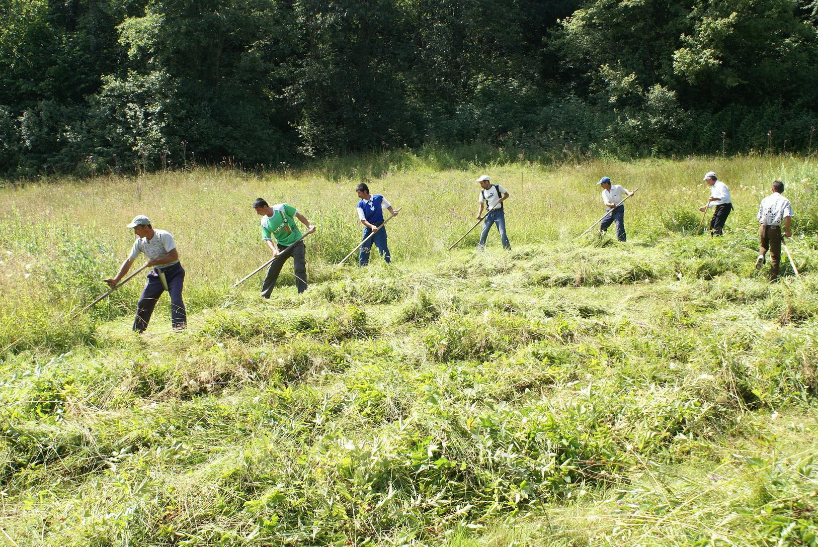 Activitatea zilierilor, redusă la doar trei domenii