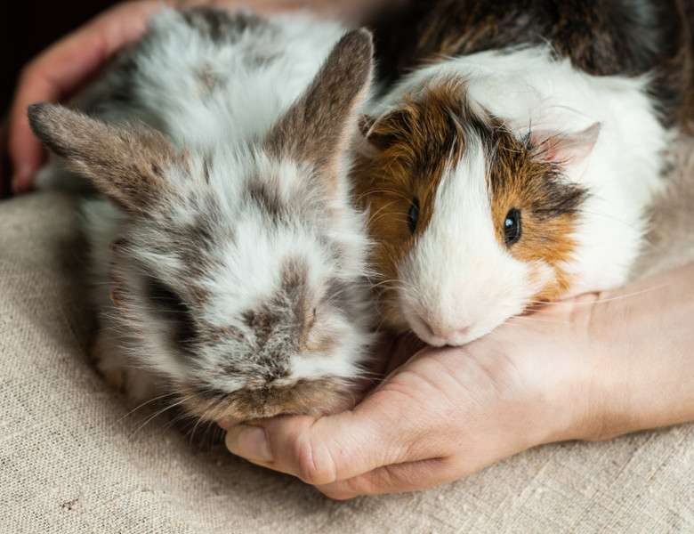 Companioni exotici care pot sta în apartament