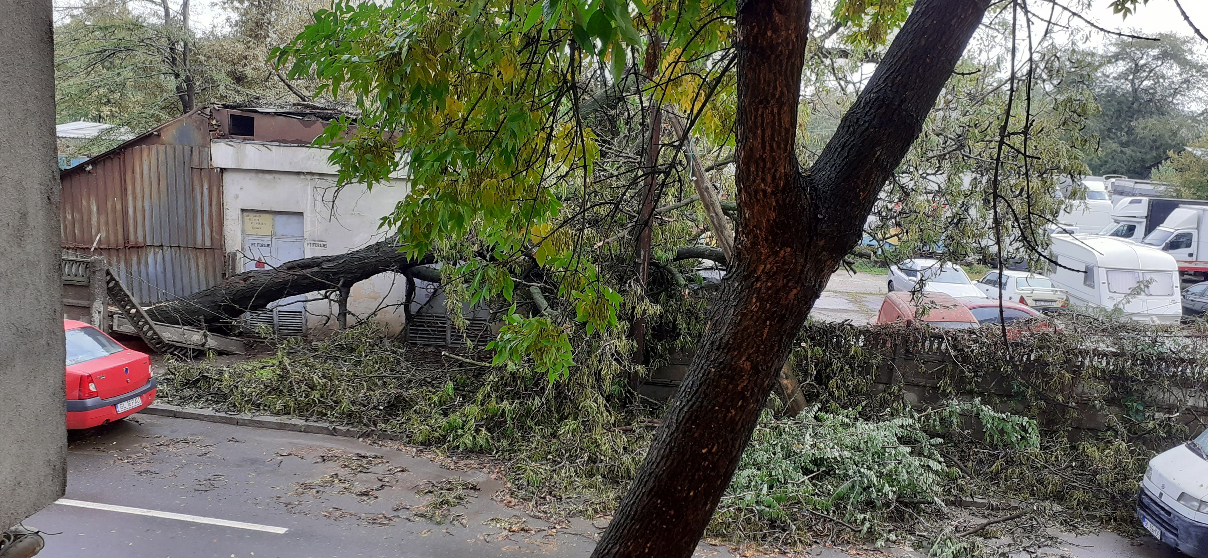 Un copac căzut pe strada Nufărului îngustează drumul