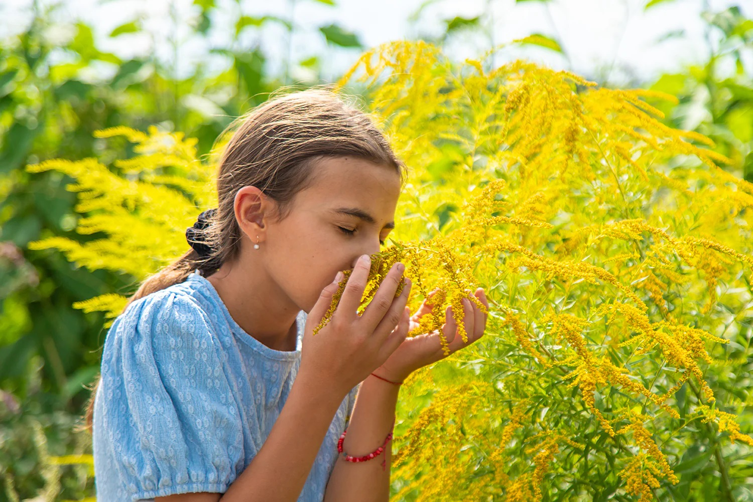 Proprietățile neştiute ale ambroziei, inamicul persoanelor alergice
