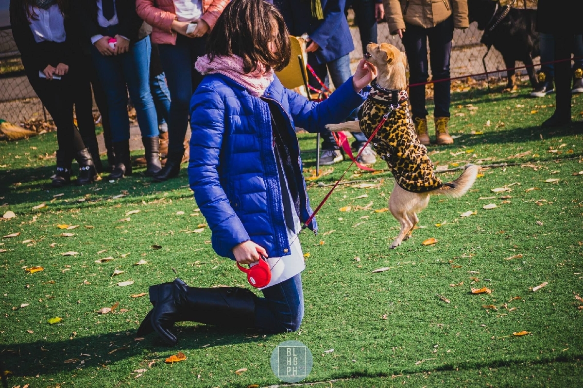 TINERII ŞI ORAŞUL/ Concursul chinologic “Prietenul meu de încredere”, la a zecea ediţie: Frumuseţi canine premiate şi alintate