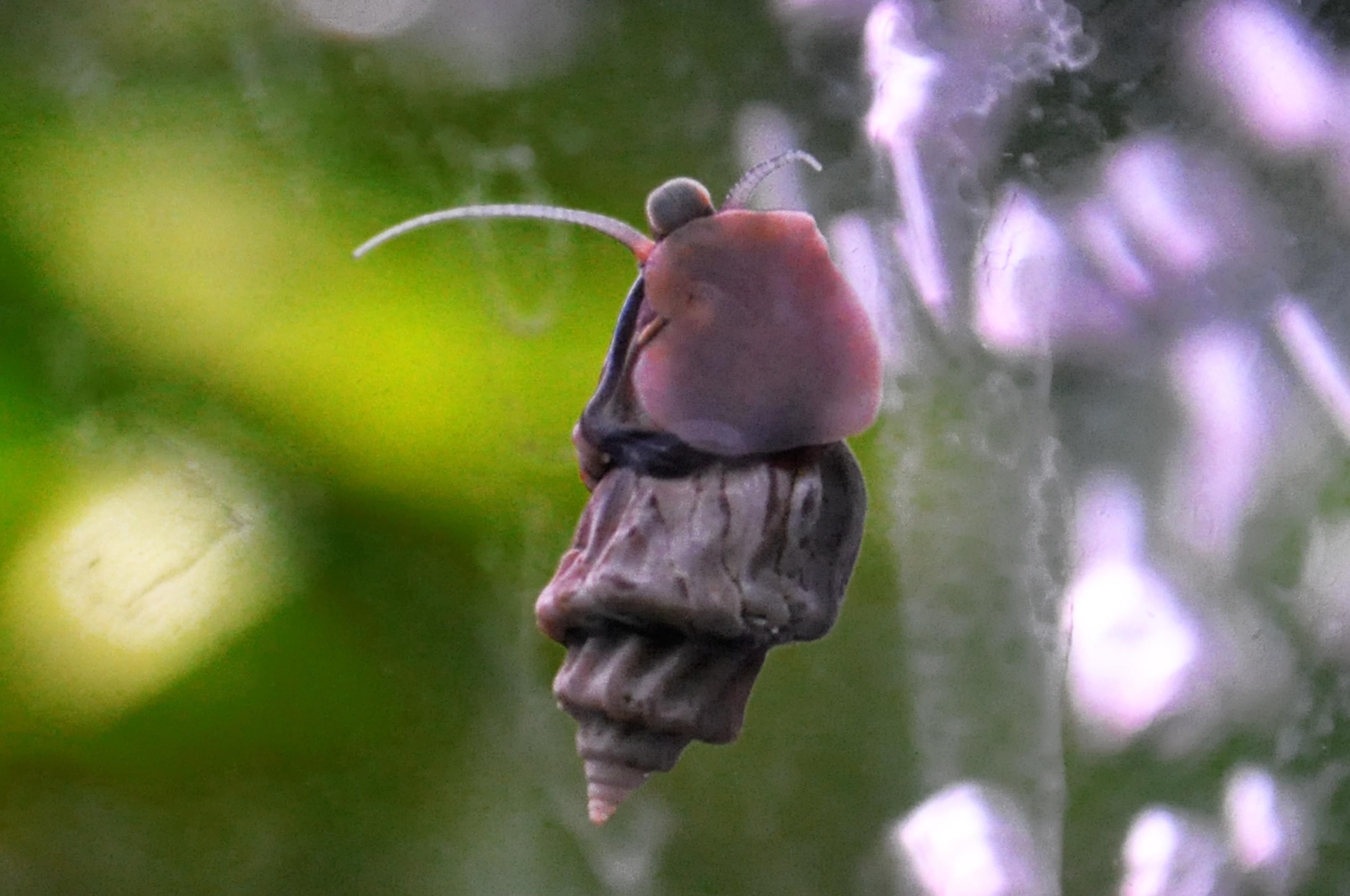 Prinţul moştenitor din Emiratele Arabe investeşte la Galaţi. Proiect cu Complexul de Ştiinţele Naturii pentru salvarea a două specii unicat în lume