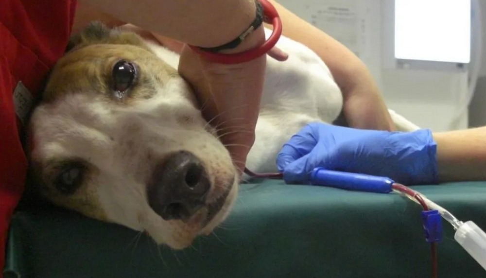 În ce condiții pot dona sânge câinii și pisicile