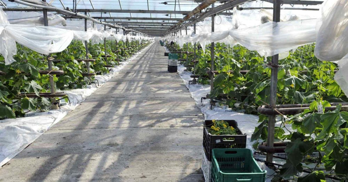 Sprijin financiar pentru cultivatorii de legume în spații protejate