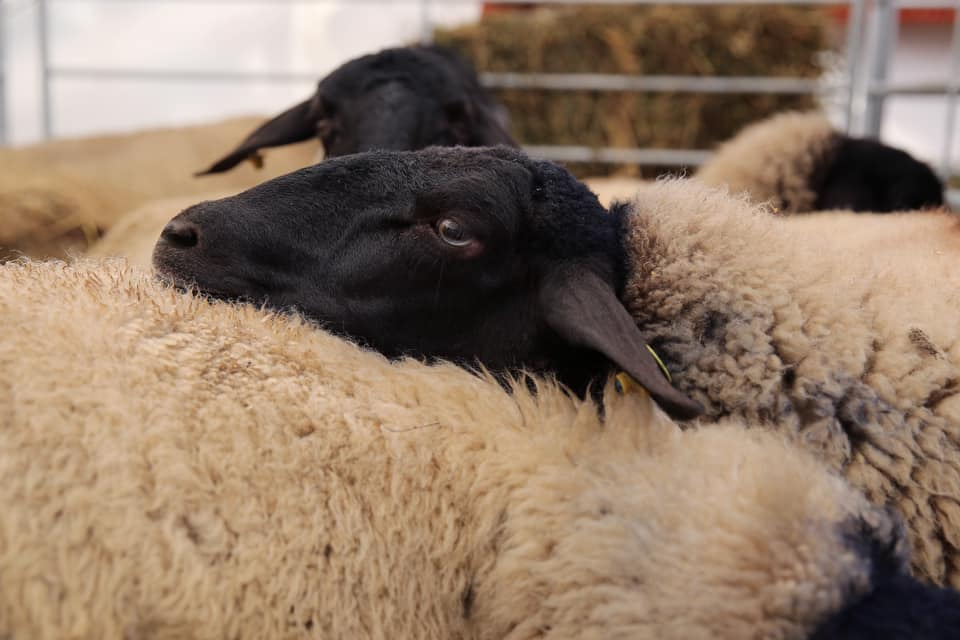 Declarații, plăți APIA și dosare AFIR