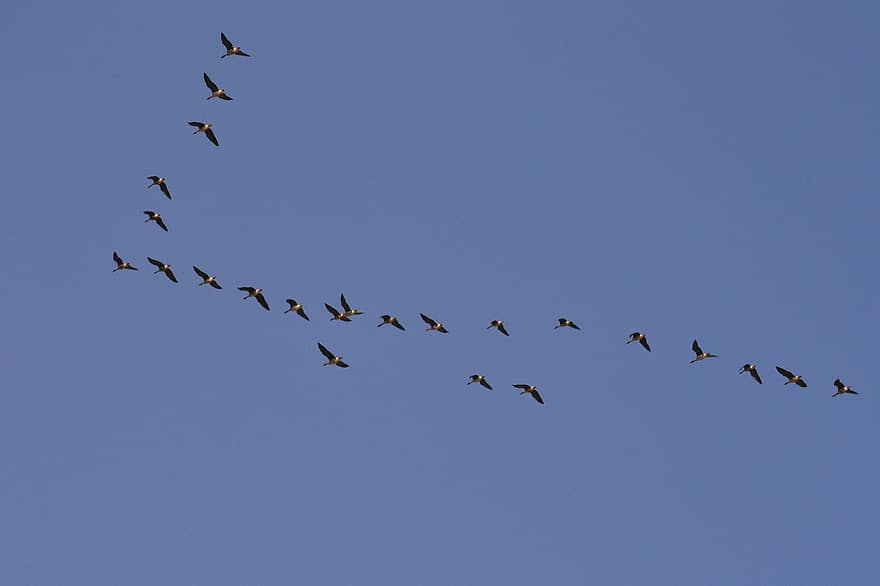 Tragedie națională. Mii de păsări cad din cer