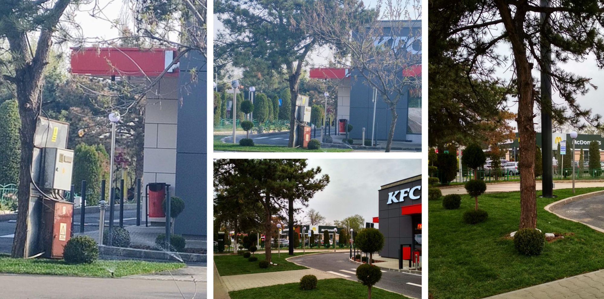 Panoul electric udat cu aspersoarele a fost îndepărtat. Copacul, în sfârşit, eliberat