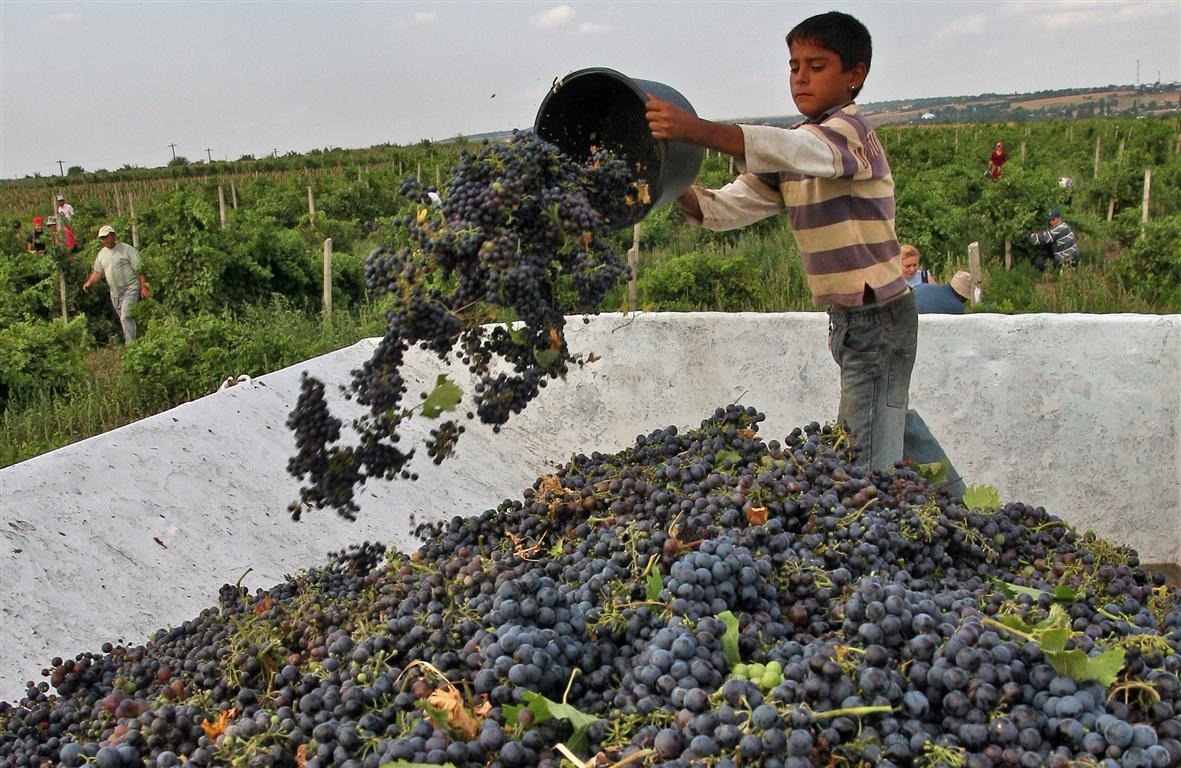 A început culesul: Via de Galaţi are rod bogat, iar vinul va fi de excepţie
