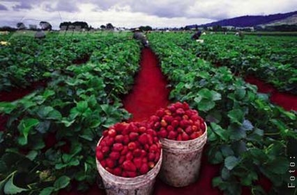 Să culegem legume şi fructe, în Danemarca! 