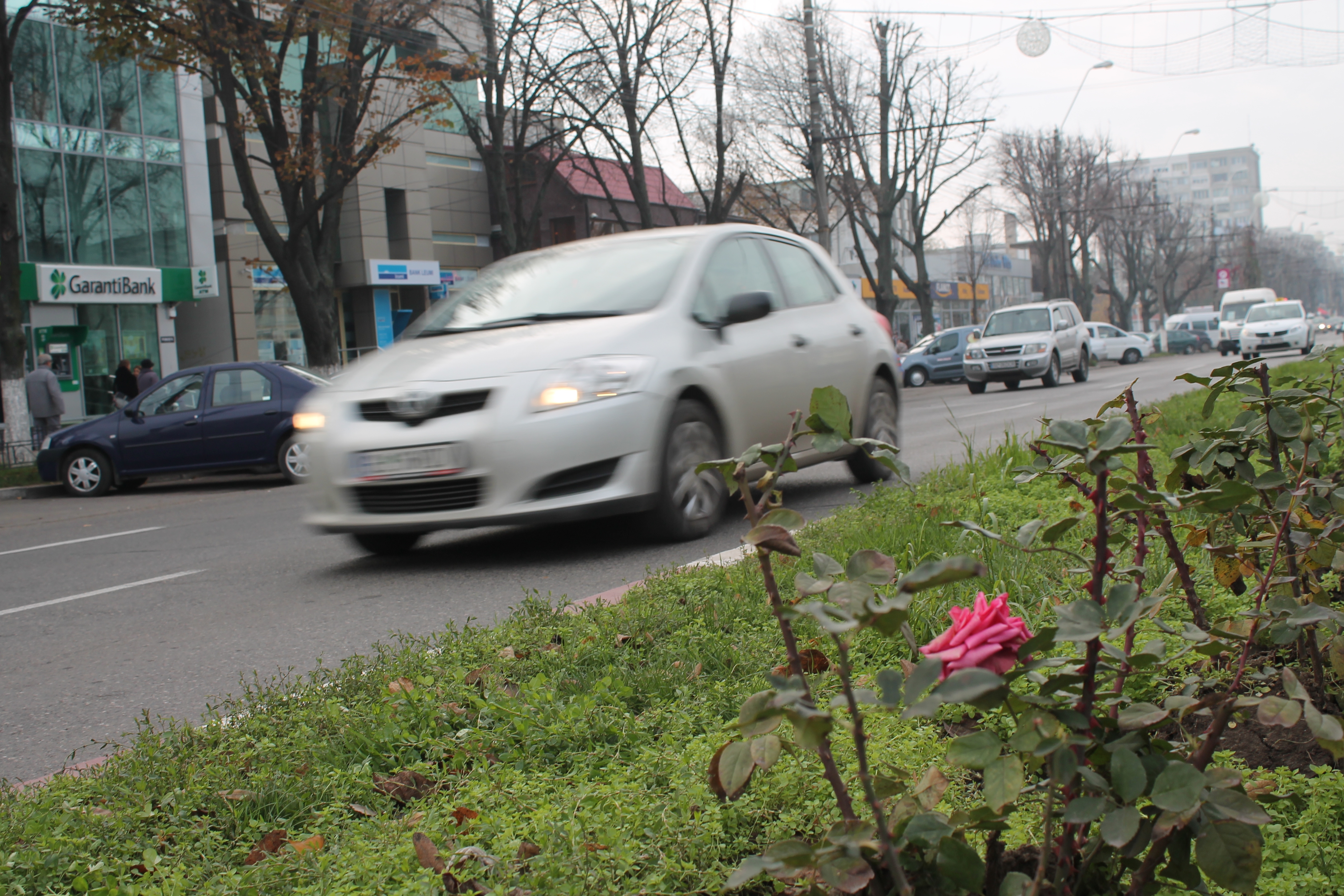 În toamna aceasta, Gospodărire Urbană a plantat în Galaţi 17.000 de trandafiri
