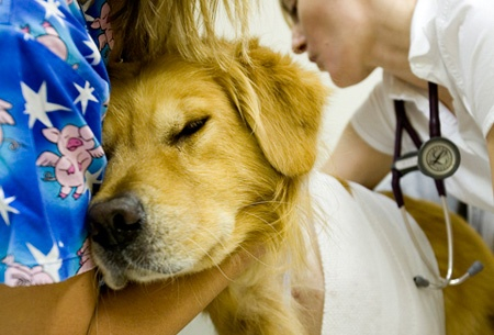 Câine salvat, după ce a fost călcat de o mașină