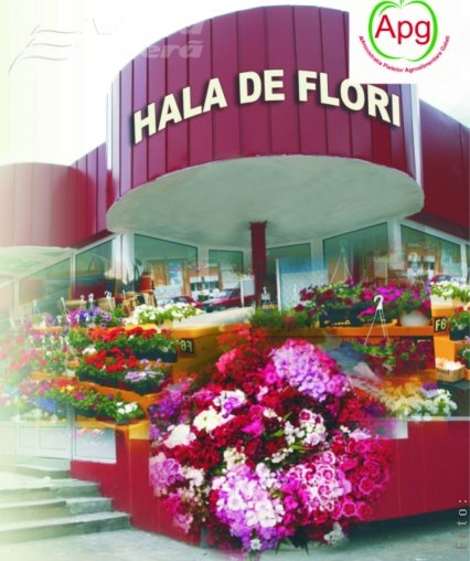 Piaţa din Ţiglina I renaşte