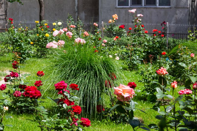 Grădina de la bloc. Explozie de culoare pe strada Oltului (FOTO)