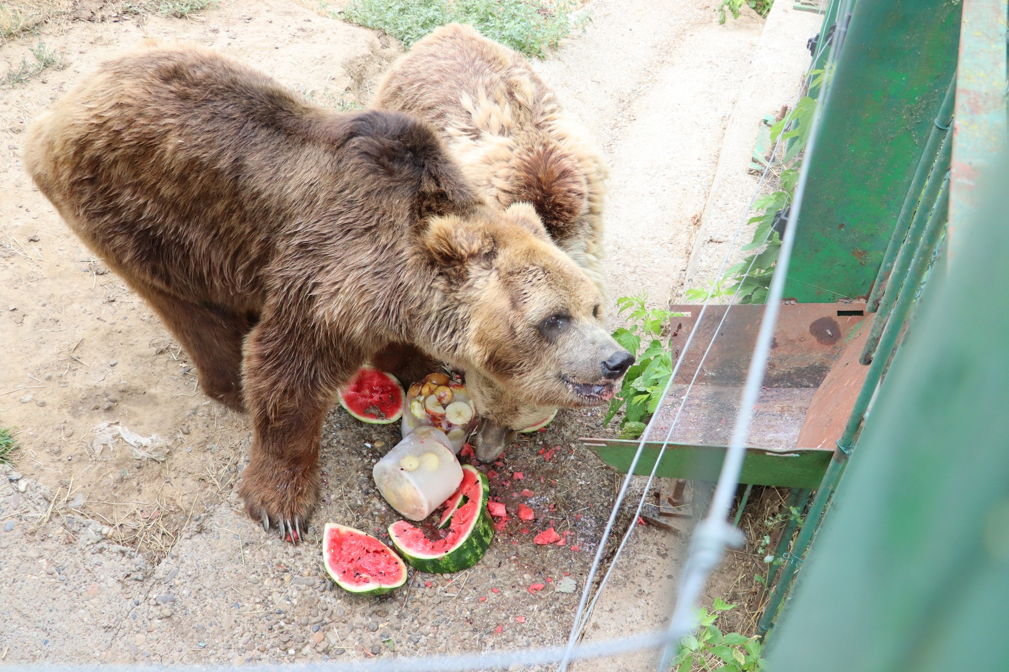 Animalele de la Zoo Gârboavele, tratate cu... înghețată