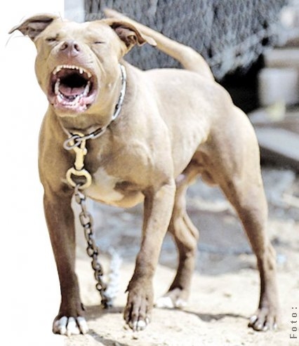 Două copile, muşcate de un Pitbull