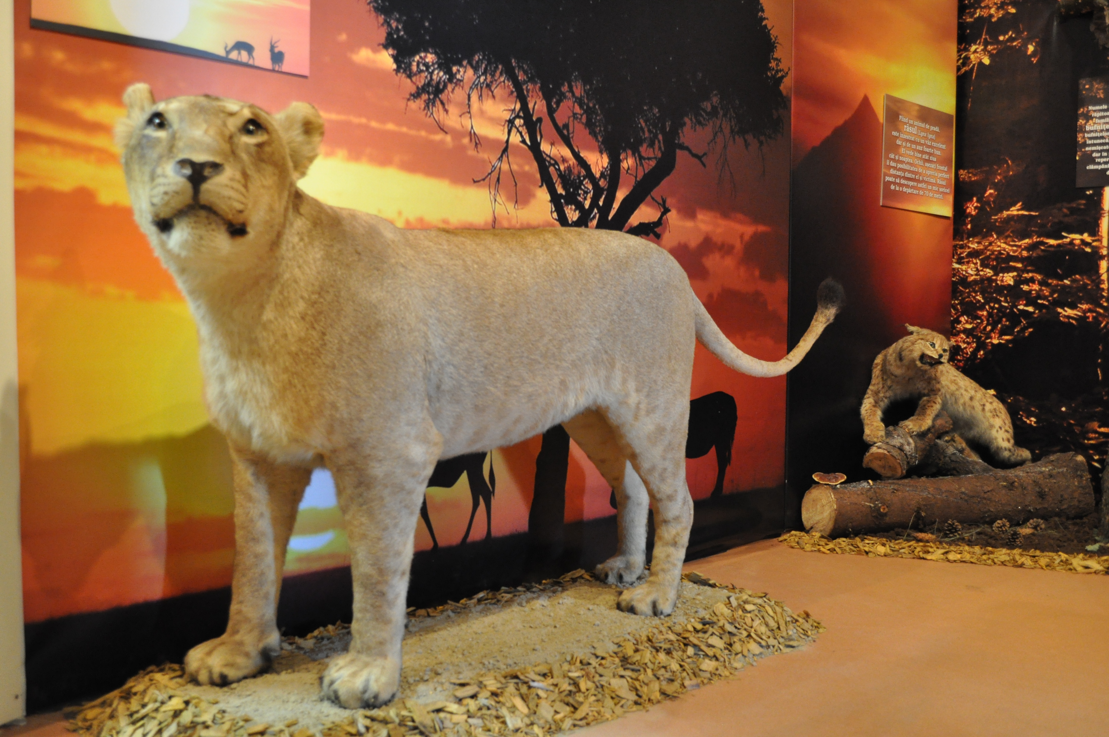 Expoziţie interactivă la Complexul Muzeal de Ştiinele Naturii: „Simţurile animalelor nocturne”