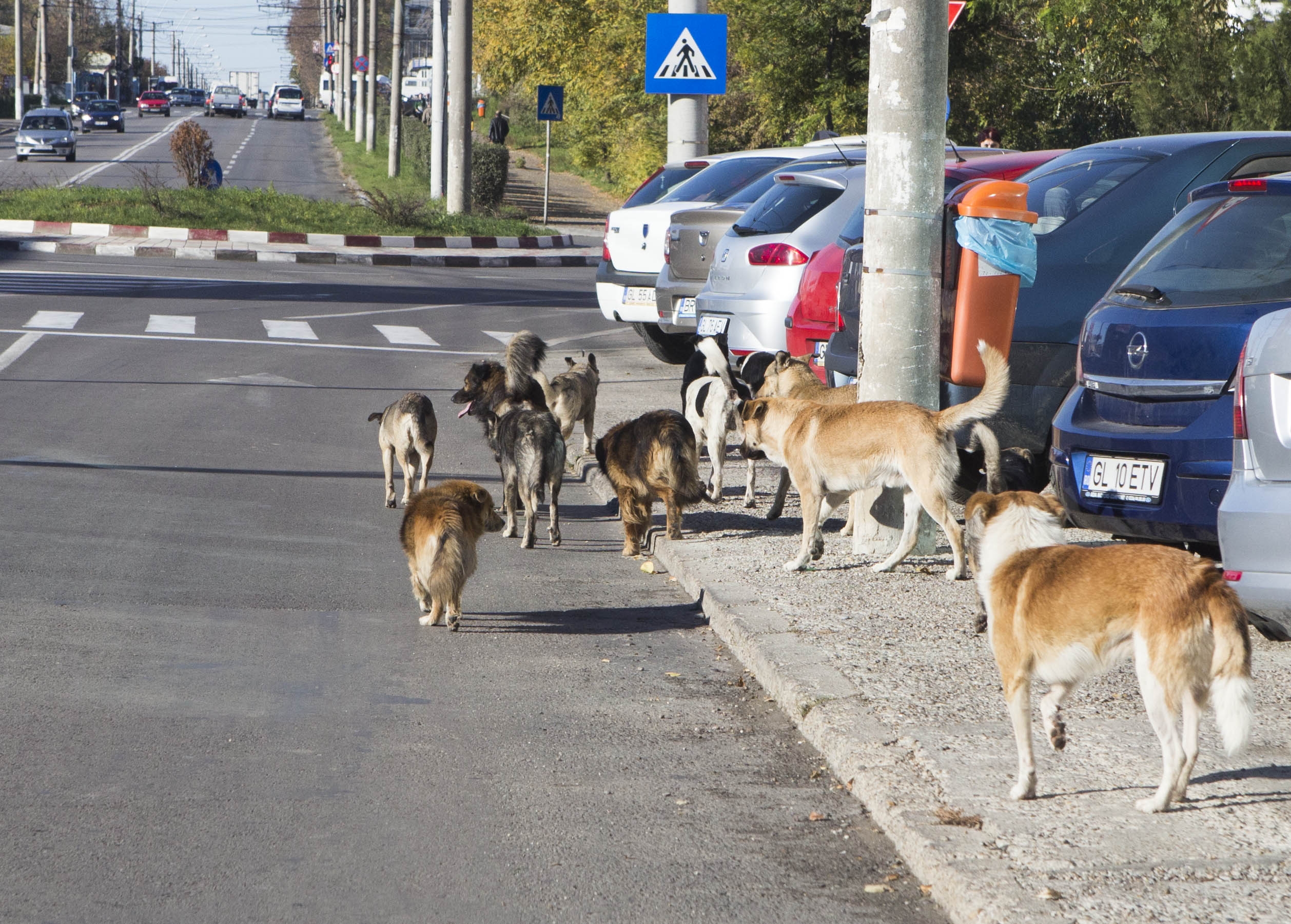 Începe Operaţiunea „Maidanezul”: Ecosal va "vâna" haitele de câini din Galaţi