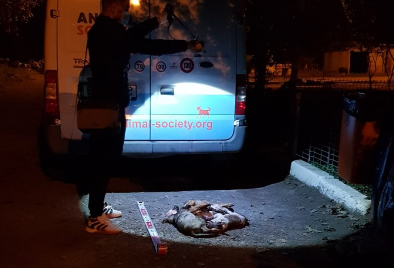 Patru căţei au fost ucişi în adăpostul Ecosal