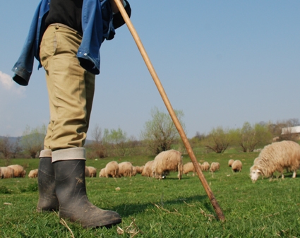 CONFLICT între ciobani - Unul a MURIT, altul a ajuns în arest