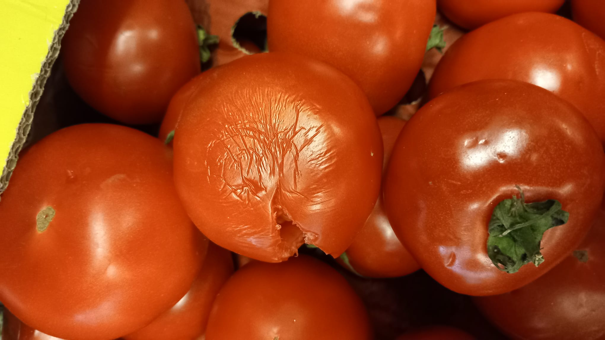 Amenzi pe bandă rulantă pentru supermarketurile gălățene. Gândacii, o problemă reală