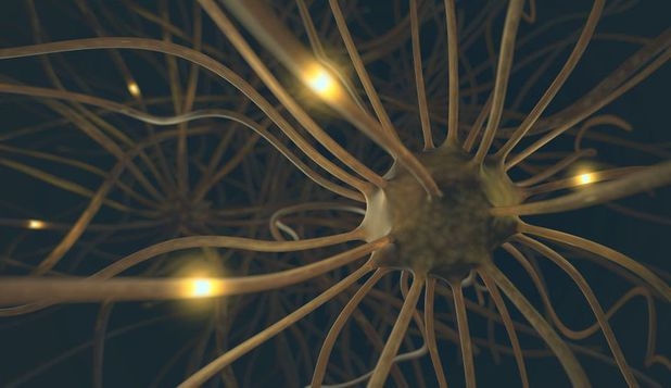 Cunoaşterea | Rezultatul evoluţiei unei gene prezente în oase