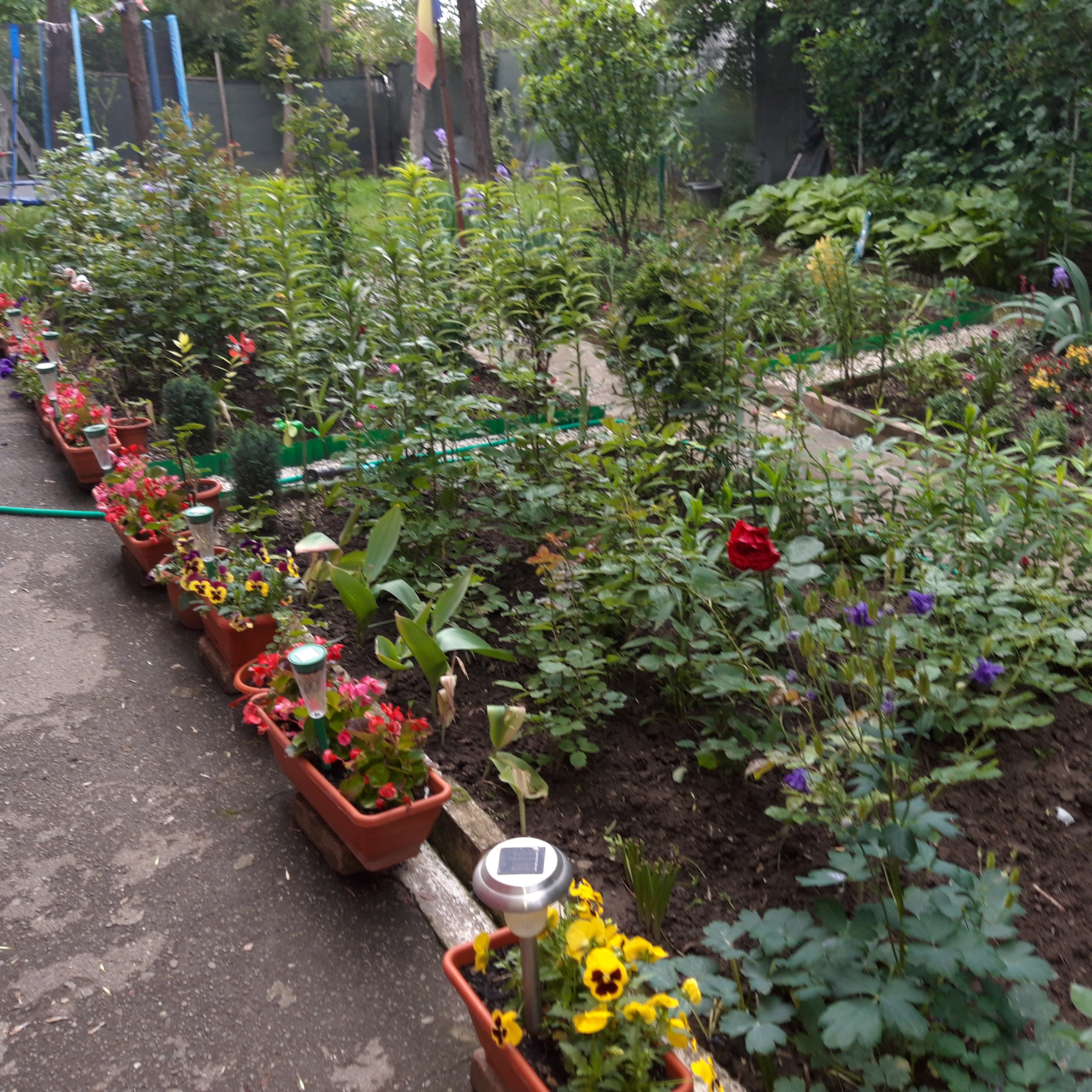 Grădina de la bloc. Efort în familie pentru o oază de frumos în centrul oraşului