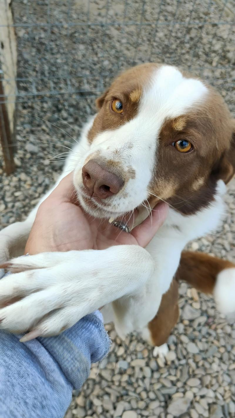 Cum putem greşi în dresajul câinelui