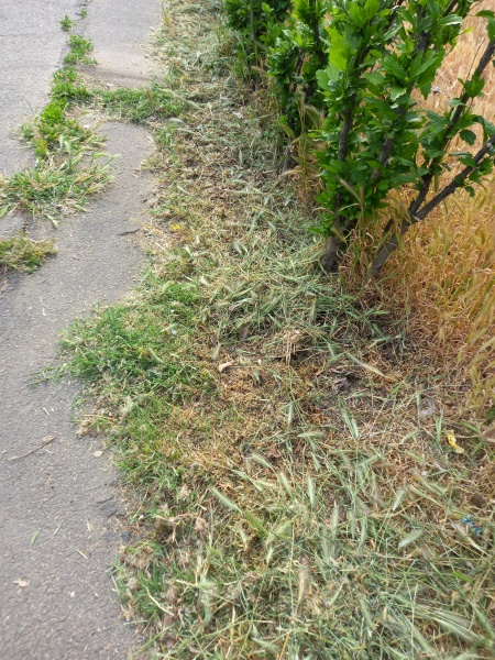 Poza zilei. Care-i „șmecheria” cu acest tip de cosit (video)