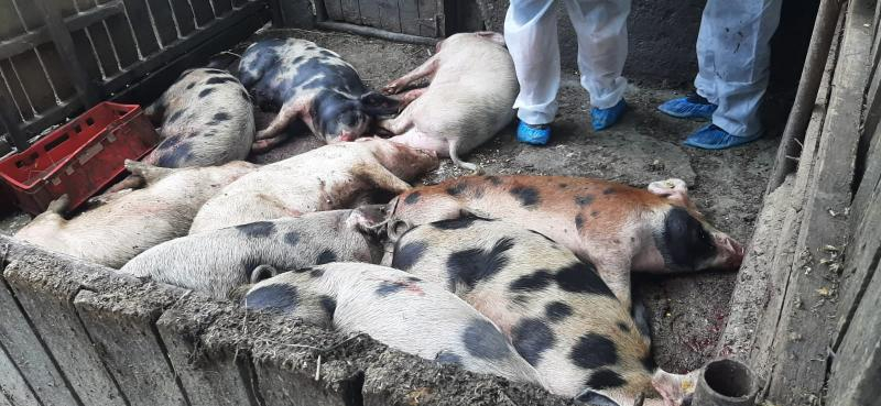 Controale la samsarii ce răspândesc pesta porcină