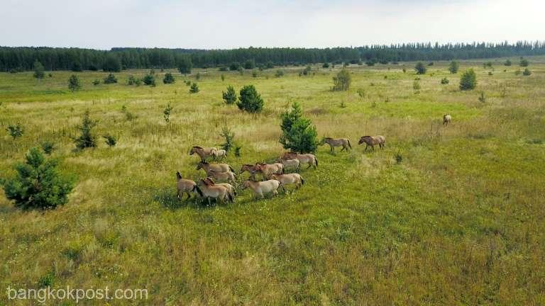 Caii sălbatici s-au adaptat în zona din jurul Cernobîlului