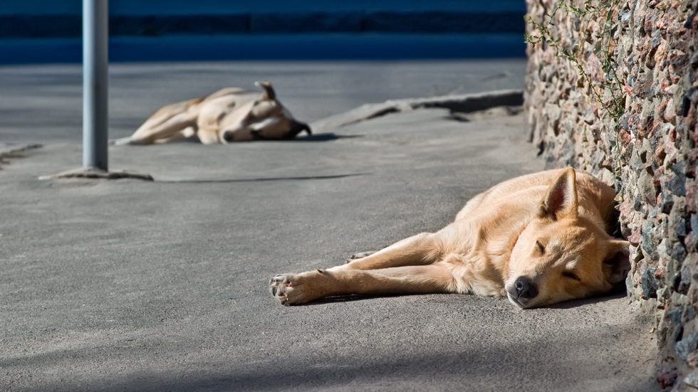 Programul maidanezul de la bloc, un eşec