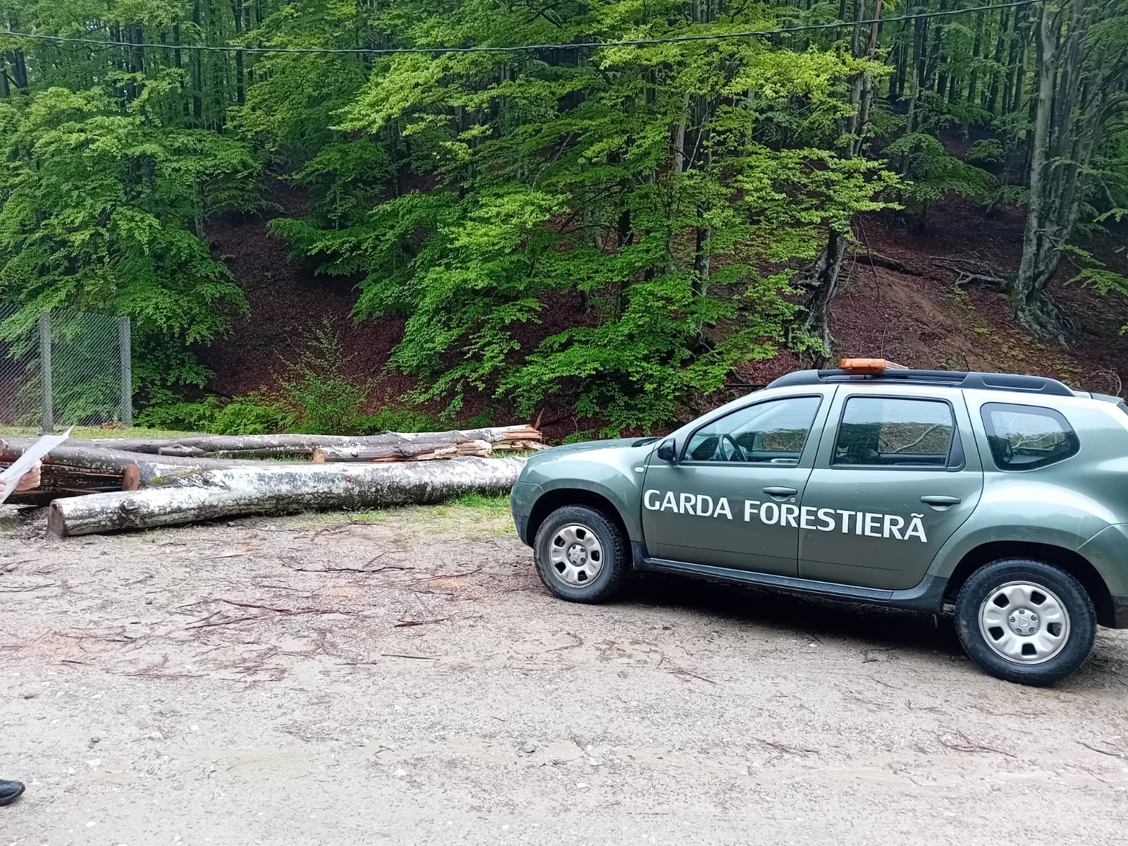 Inteligența artificială păzește pădurile românești