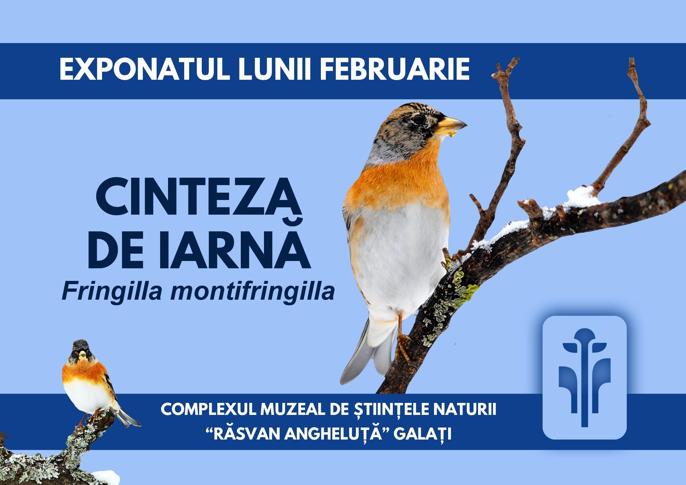 CINTEZA DE IARNĂ - oaspete rar la Complexul Muzeal din Galați