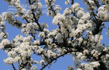 Linişte, înfloresc pomii!