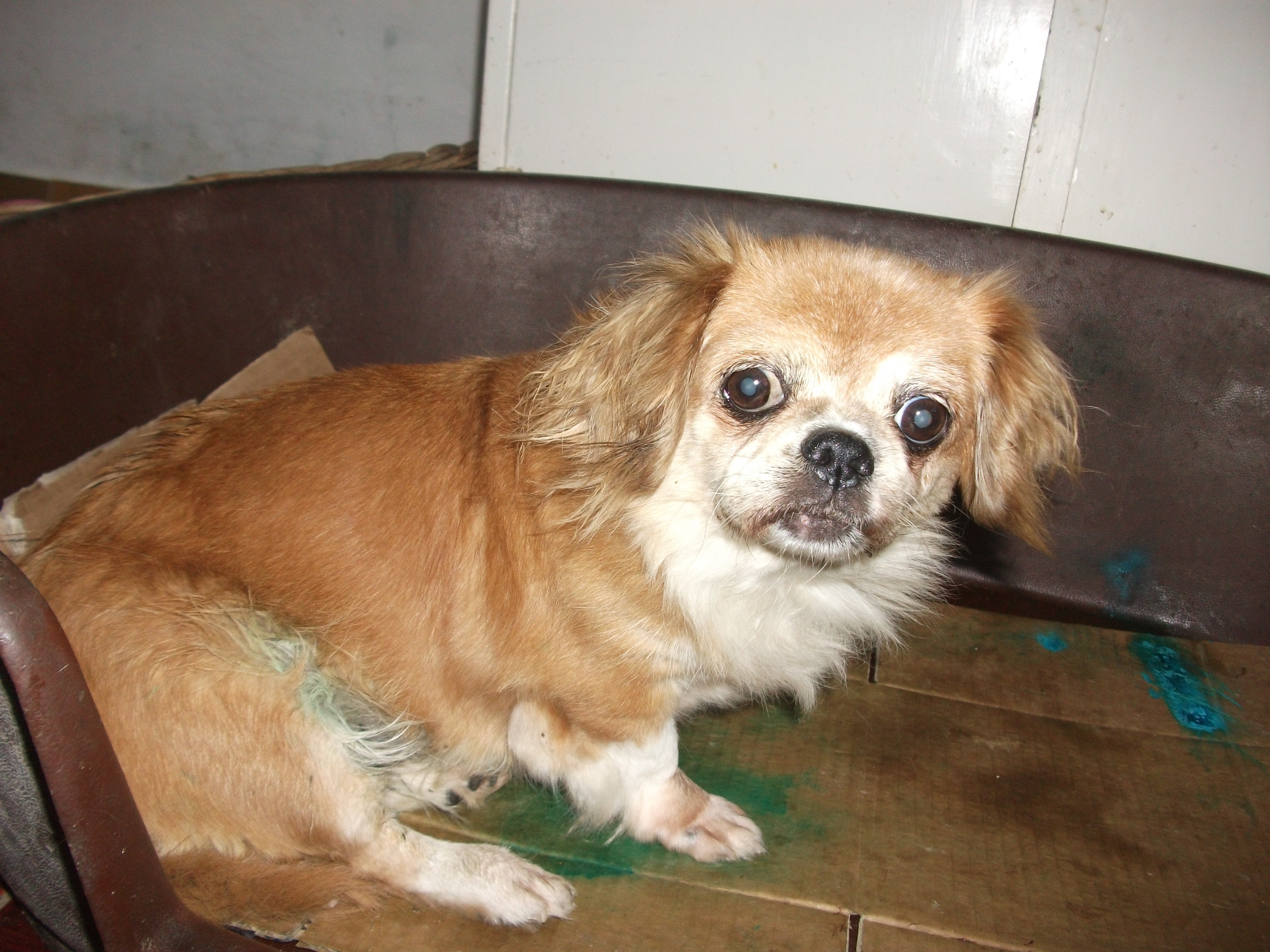 Ajutor, căţei abandonaţi! Cine-i adoptă?