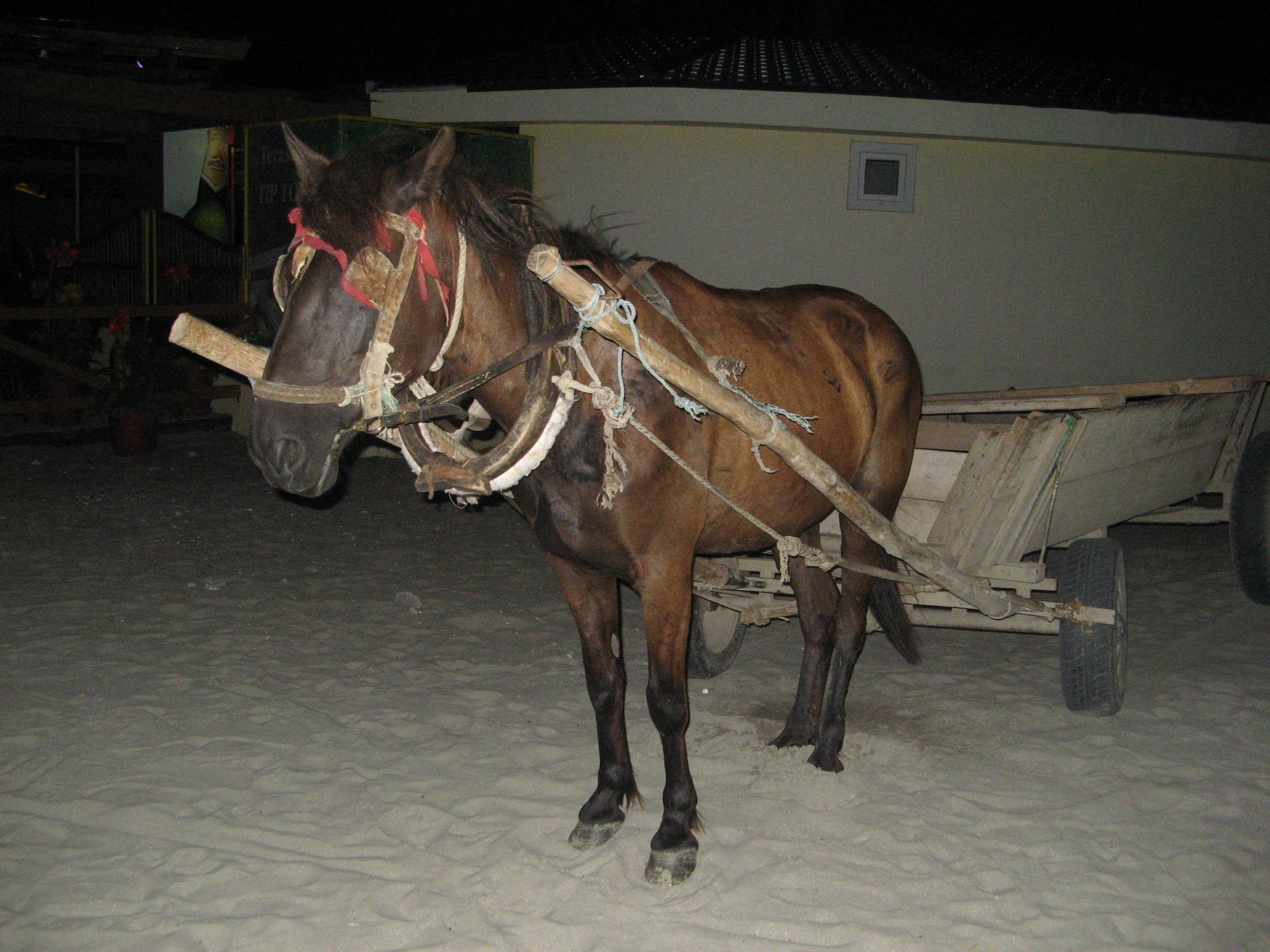 Romi lăsaţi fără "mijloacele de transport"