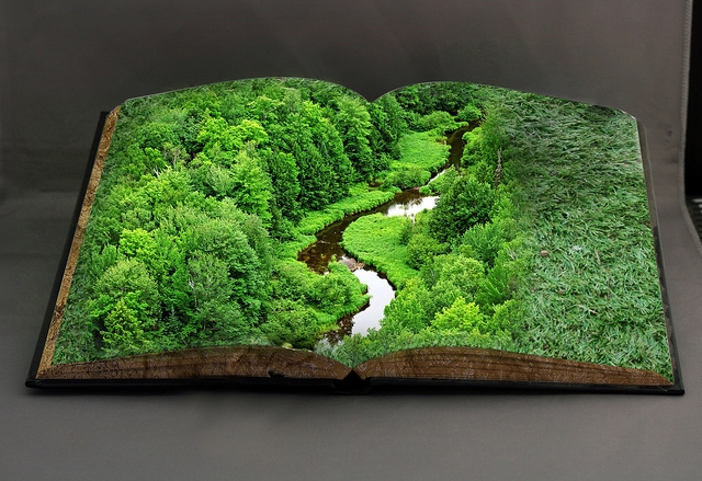 Codul Silvic se întoarce pe masa deputaţilor 