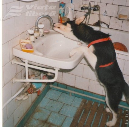 Căţelul Rudolph – vedeta noastră