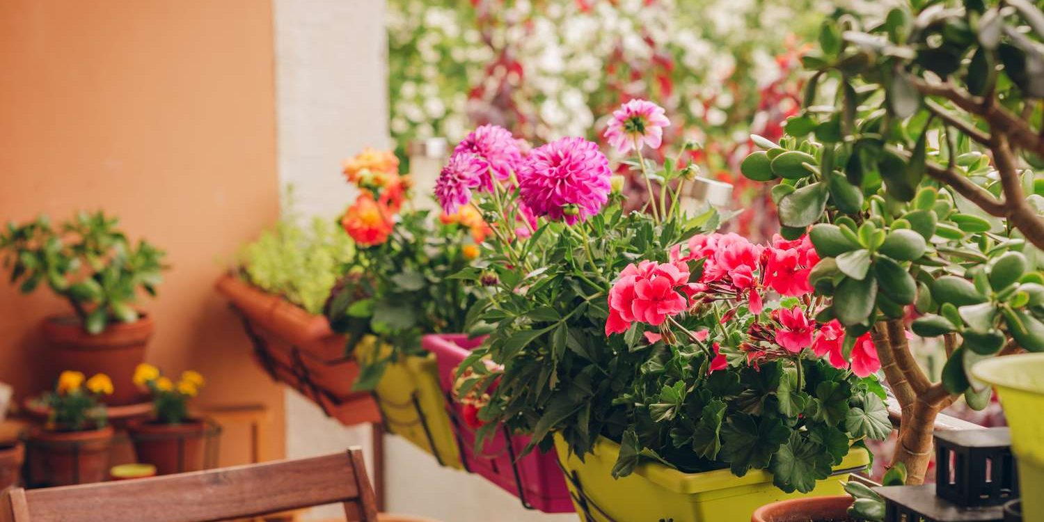 Scena balconului și florile doamnei Julieta