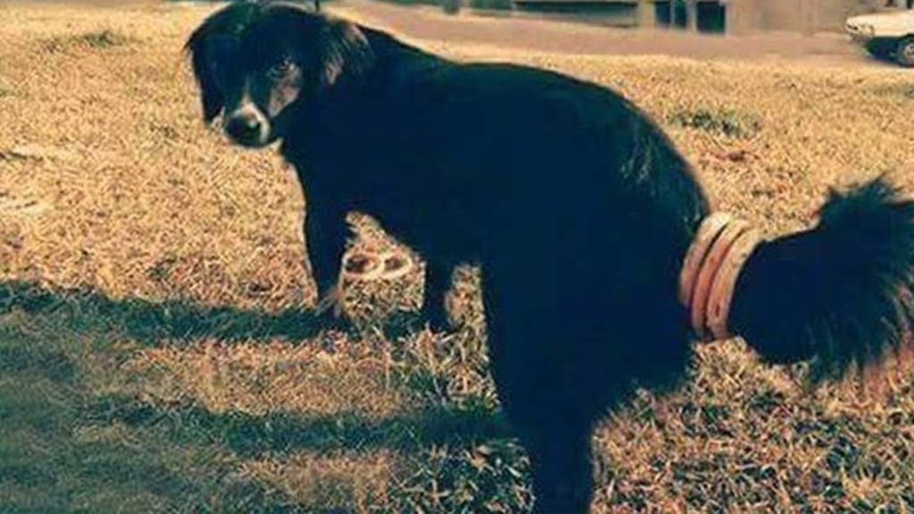 Câinele care umblă cu covrigi în Coandă zboară