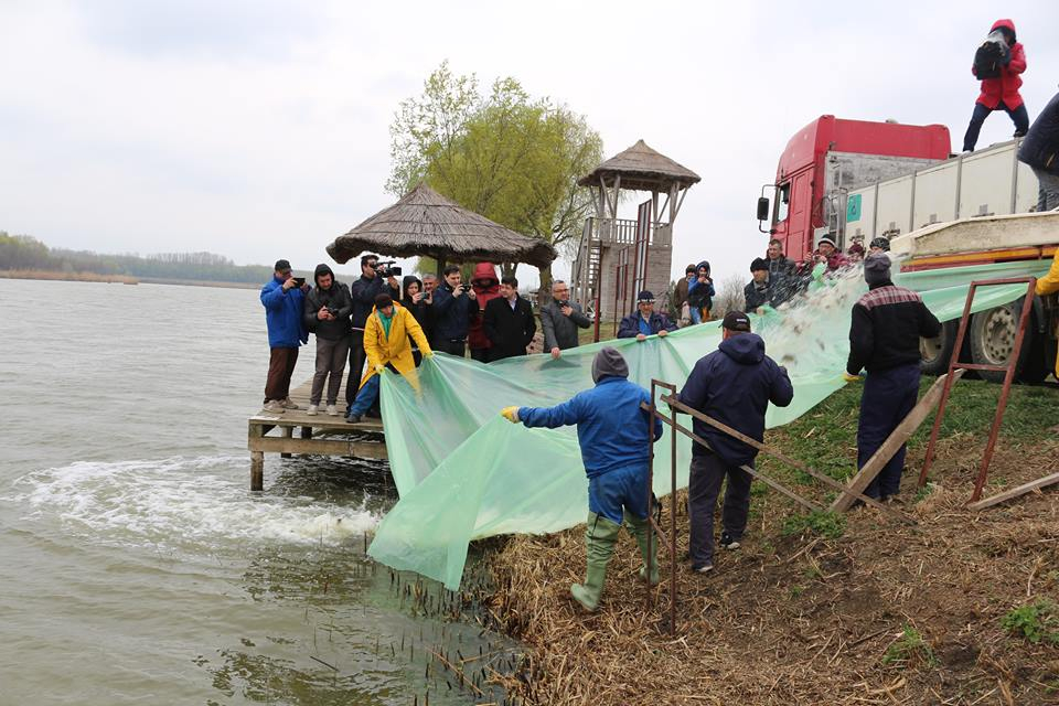Balta Zătun a fost populată cu trei tone de peşte
