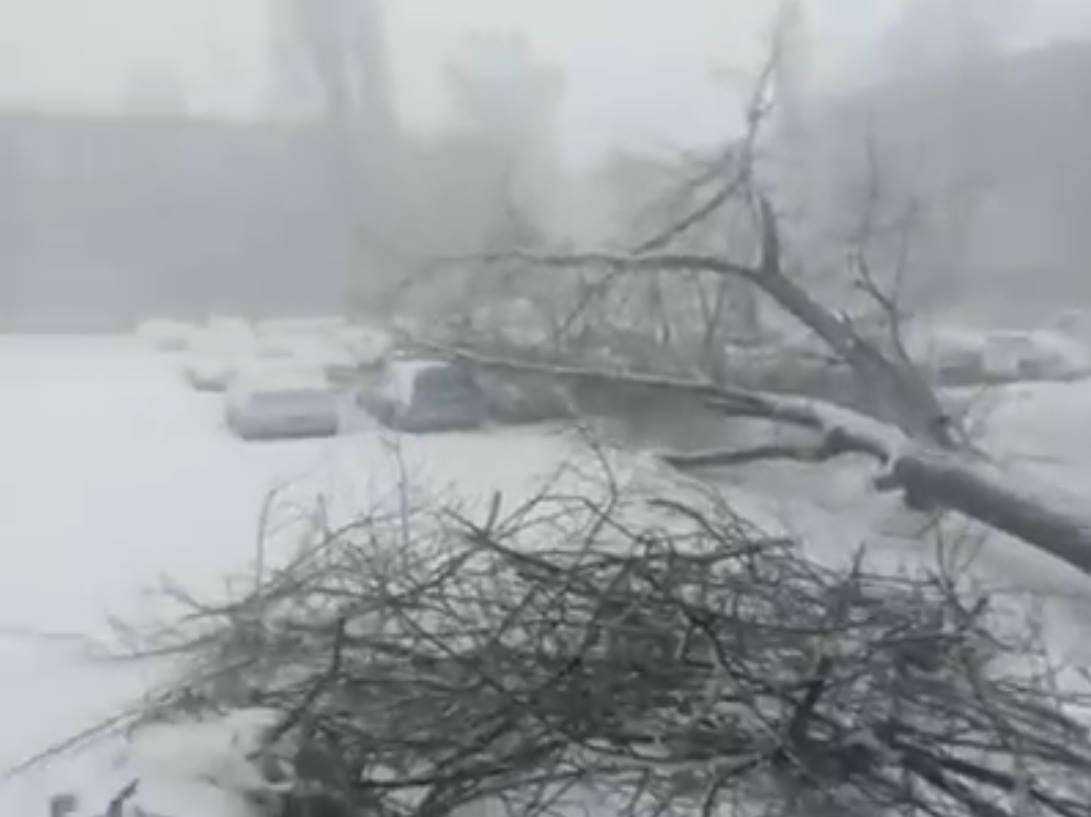 IARNA LA GALAŢI/ Viscolul a doborât 60 de copaci