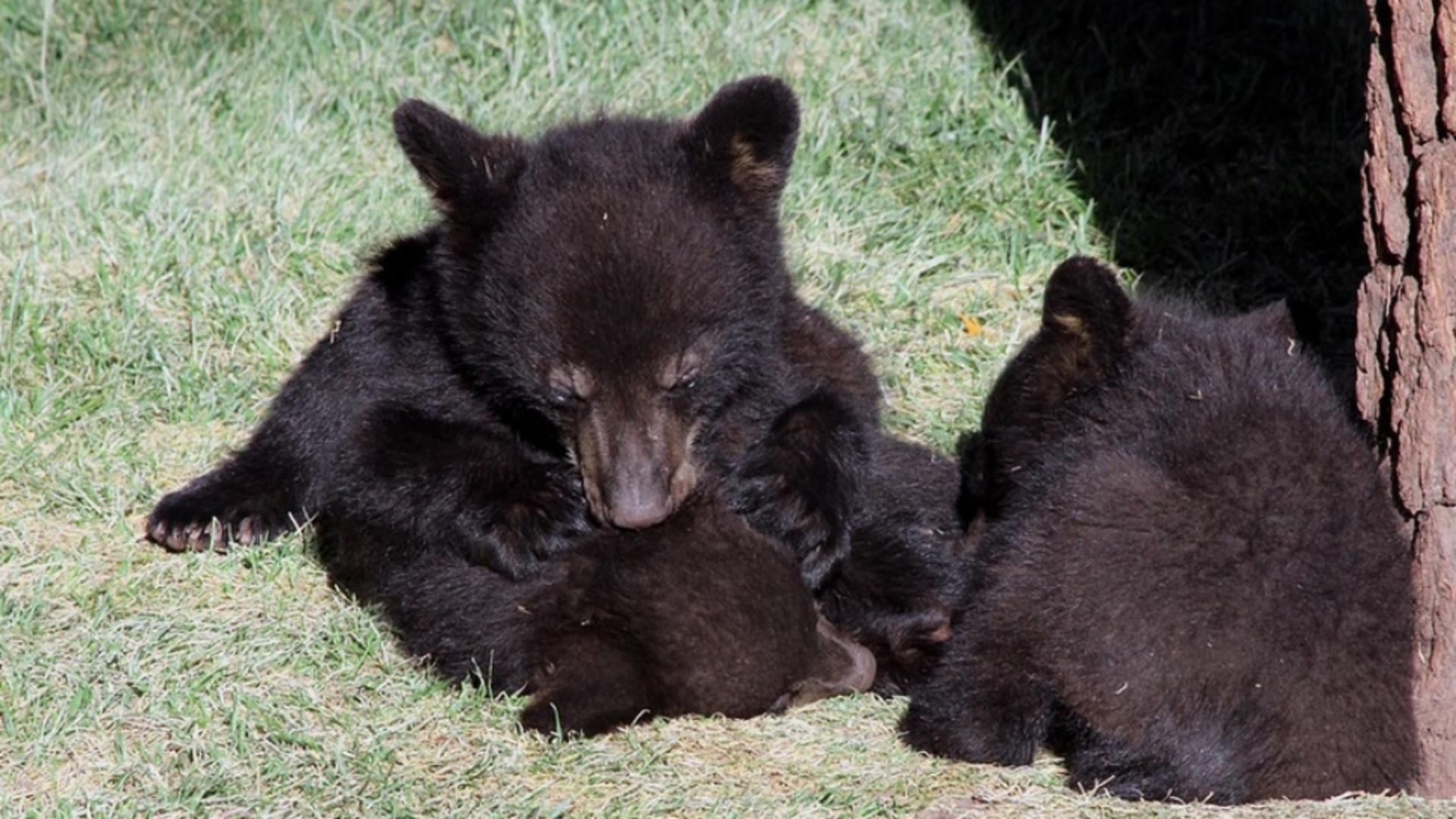 Puii ursoaicei care a ucis un italian, în siguranță la Zărnești