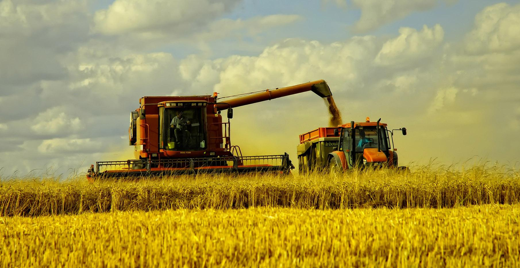 Producţii bune pentru fermierii gălăţeni, în ciuda capriciilor vremii