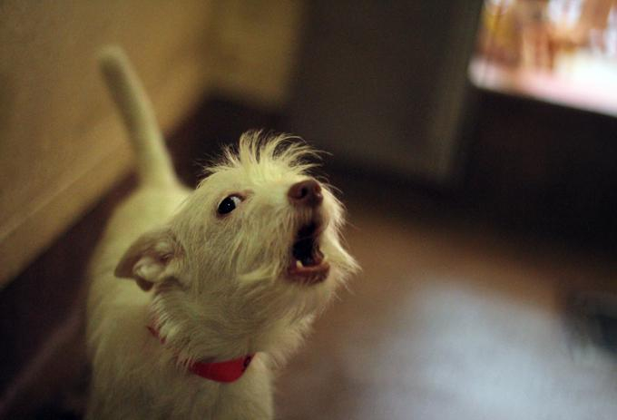 ȘCOALA IUBITORILOR DE ANIMALE | Cum să nu-ţi deranjezi vecinii (I)