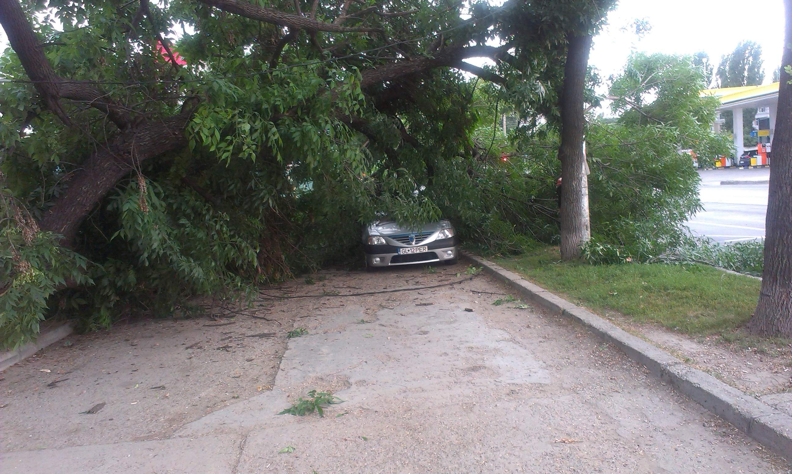 NEWS ALERT/ Copaci RUPŢI de vânt. Pomii au DISTRUS mai multe MAŞINI